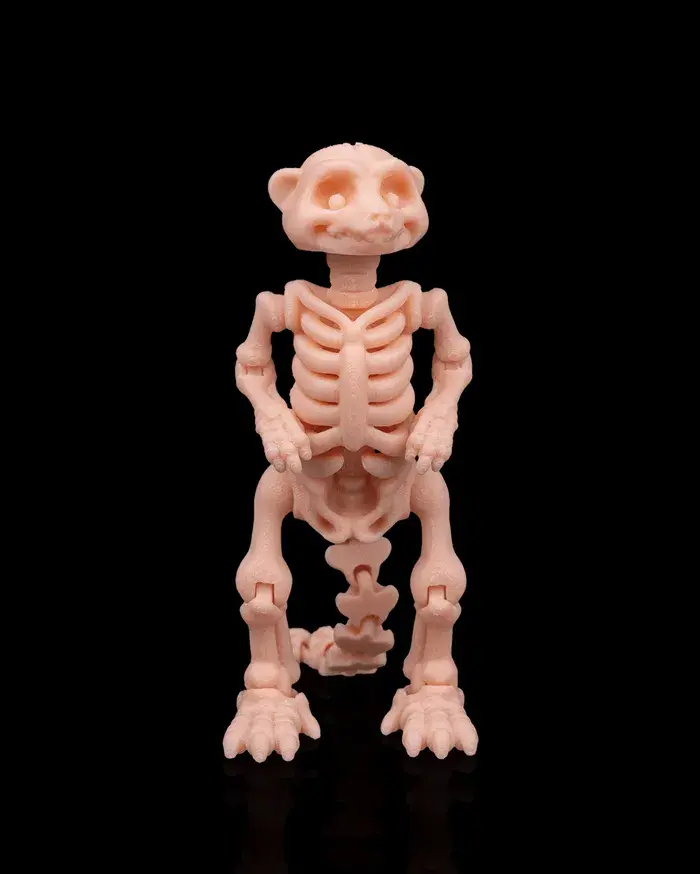 Skeleton_Meerkat_1_e8faaf274b.webp